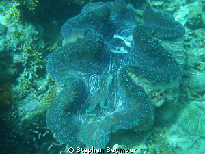 Giant clam by Stephen Seymour 
